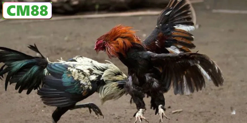 Kinh nghiệm cược đá gà đòn C1 an toàn